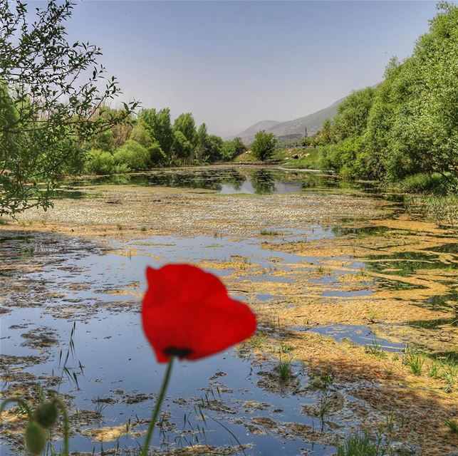  LiveLoveBeirut  LiveLoveBekaa  TGIF ❣️ (`Ammiq, Béqaa, Lebanon)