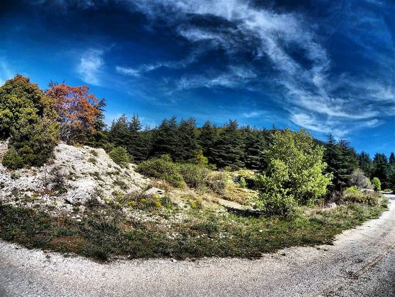  livelovebeirut  livelovelebanon  lebanon_pictures  hd_lebanon ... (Al Shouf Cedar Nature Reserve)