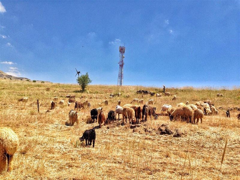  livelovebeirut  prolebanon  livelovelebanon  lebaneseview_  mylebanon ... (Ariz Tanourin)