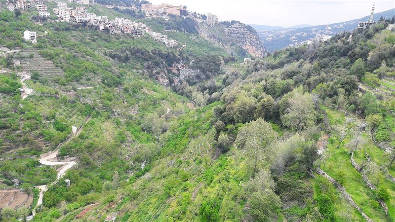 💚  LiveLoveDannieh  LiveLoveTrees  LiveLoveNature  Lebanon  Liban ... (Syr El Daniyah)