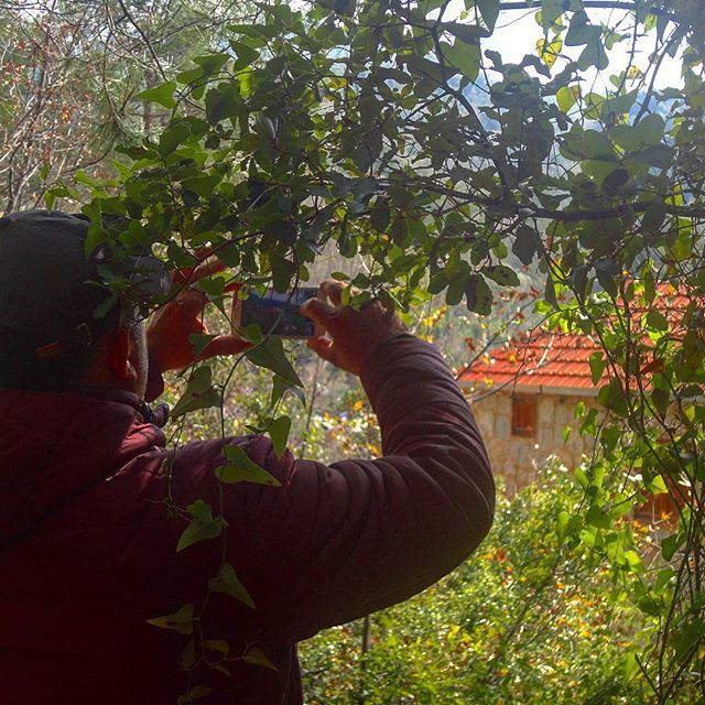 livelovehardine verdure greengarden greenery oldstonehouses wintermood (Hardine, Lebanon)