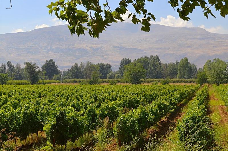  livelovelebanon  chouf  ig_lebanese  ig_lebanese  lebanon  bekaa ... (Deïr Taanâyel, Béqaa, Lebanon)