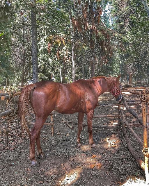 🐎🌱🌿  livelovelebanon ig_lebanon lebanon bekaa love instalebanon... (Jesuit Convent Deyr Taanayel - دير سيدة التعزية للآباء اليسوعيين)