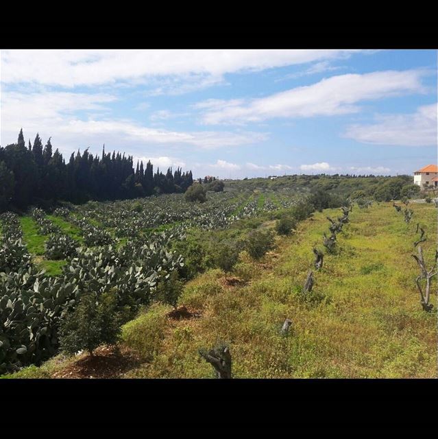  livelovelebanon  lebanoninapicture  ourlebanon🌲  welcometolebanon🇱🇧 ... (Batroûn)