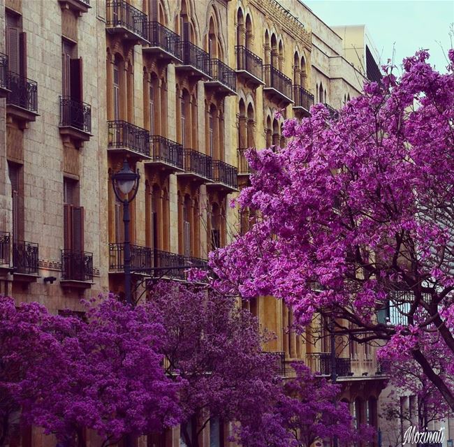  livelovelebanon livelovebeirut ptk_lebanon lebanonspotlights ptk_flowers... (Beirut, Lebanon)