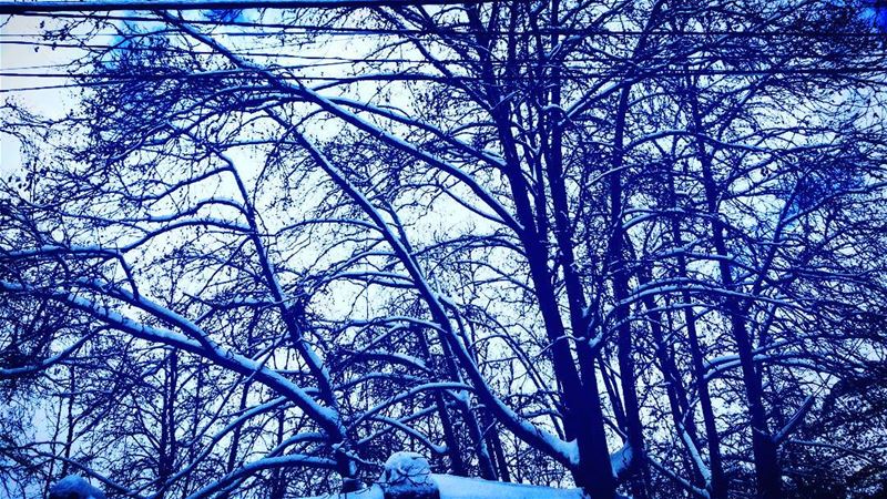  livelovelebanon  natureinwhite  lebanonnature ☁💧❄🌲🌴 (Faraya)