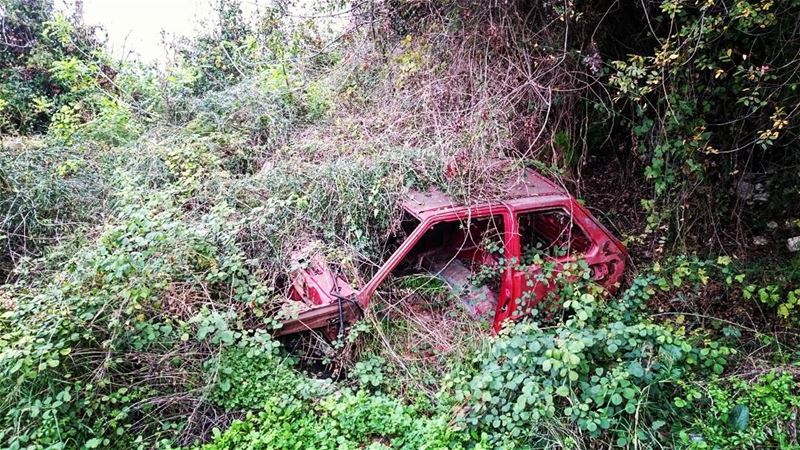  livelovelebanon  naturelovers  nature  green  red  plants ...