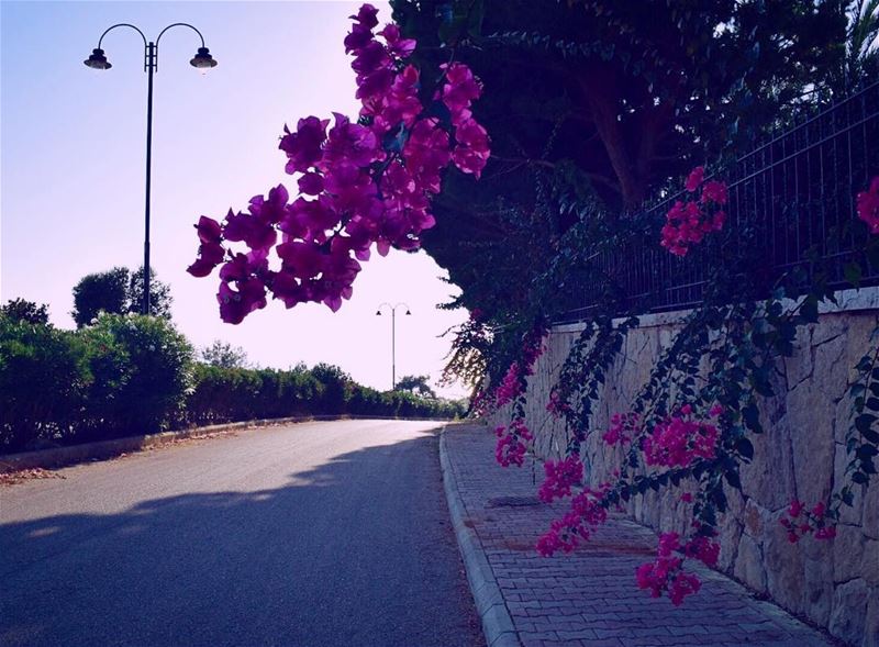  livelovelebanon  ptk_lebanon  ig_lebanon  lebanoninapicture ... (Mechref)