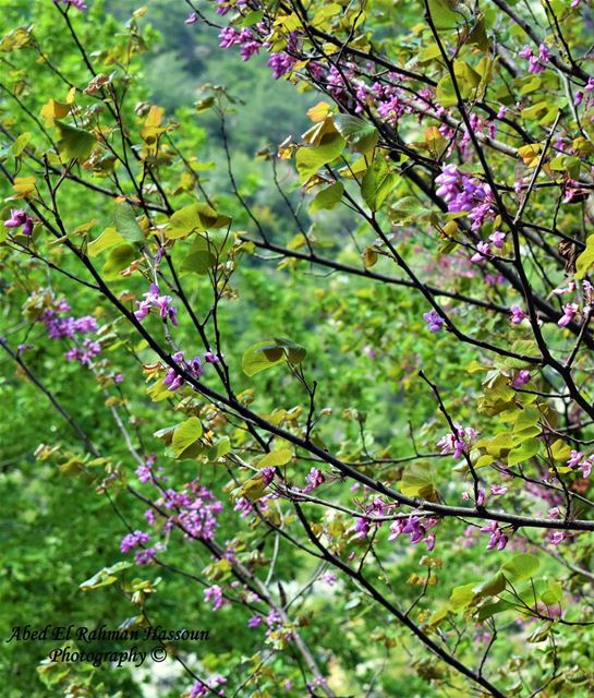 🌹🌹🌹  LiveLoveMinieh  LiveLoveDannieh  LiveLoveFlowers  blossoming ... (Ouyoun El Samak Waterfalls)