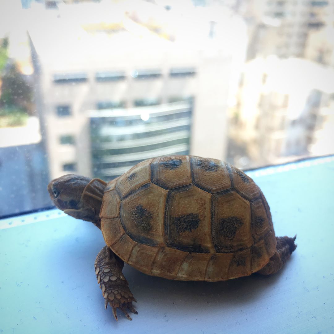 Living The High Life. turtle  turtles  ninjaturtles  lebanon  beirut ... (Beirut, Lebanon)