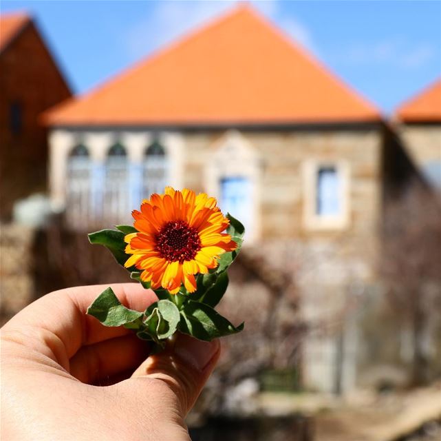 Living under and smelling the orange--------------------------------------