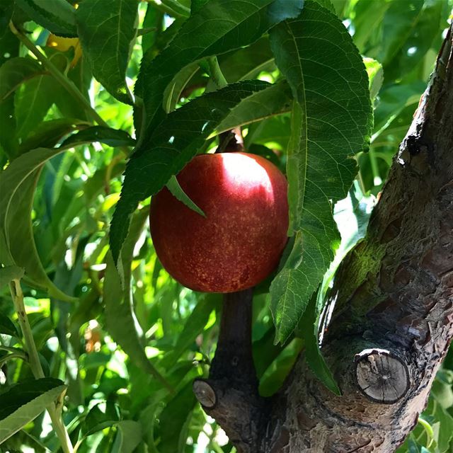 🍃Local and Seasonal 🚜 tastes better🌳 (Khirbet Qanafâr, Béqaa, Lebanon)