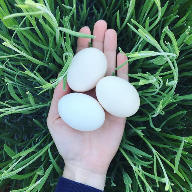🍃 Local , Fresh , Free range and Delicious🍃 -- True Baladi eggs 🍳 ... (`Ammiq, Béqaa, Lebanon)