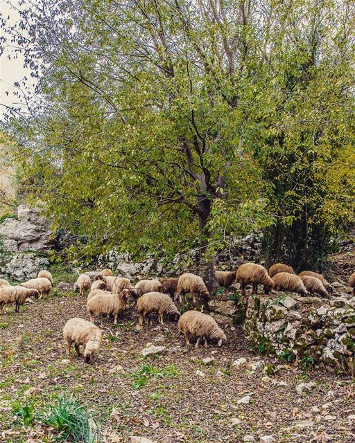 Location: Jawz River, Lebanon Date: 17-12-2017Instagram : @jadmakarem ... (Nahr el Jaouz)