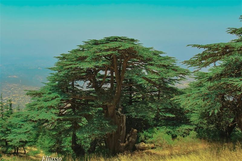 .–––––––––––––––––––––––––––––––––––Location:  MaasserElChouf  Lebanon–– (Arz el Maasser)