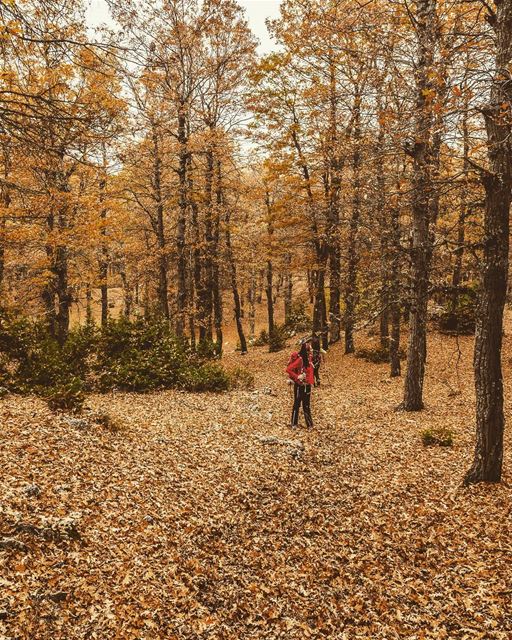 Location : Qamoua Forest, Lebanon  earthpix  earthofficial ... (Kamouaa)