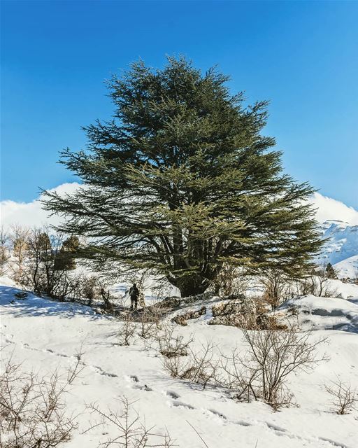 Location : Tannourine Reserve,Lebanon  earthpix  earthofficial ... (Tannourine Cedars Nature Reserve)