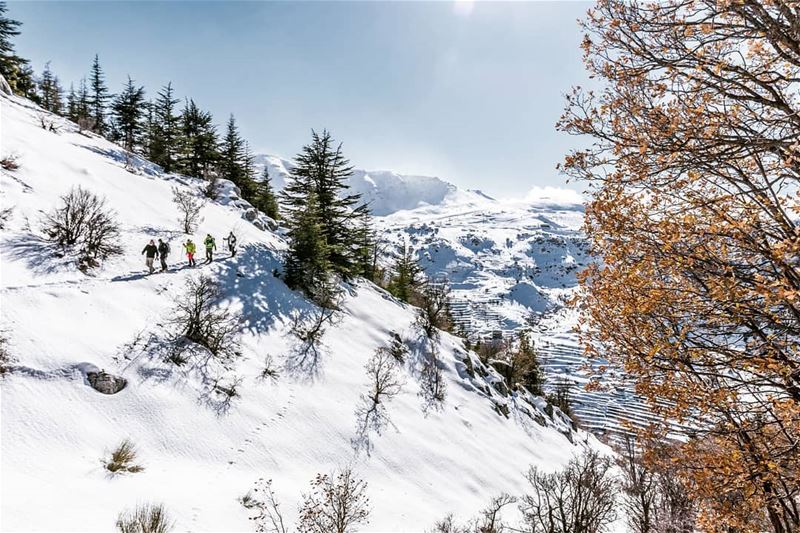 Location : Tannourine Reserve,  Lebanon  earthpix  earthofficial ... (Arz Tannoûrîne)