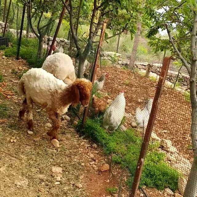 Lolli meets Kitty. Kitty acts skittish and Lolli looks confused. ... (Dayr Al Qamar, Mont-Liban, Lebanon)