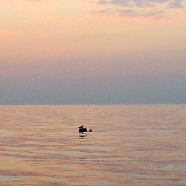  lonely beautiful bird beach sunset summer sea sky lebanon...