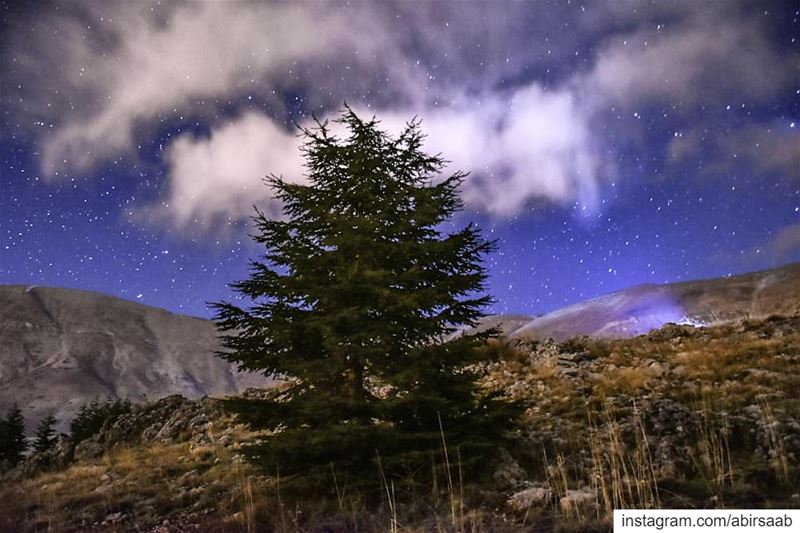 Lonesome on a starry night..  Lebanon  mountains  cedar  starry  sky ...