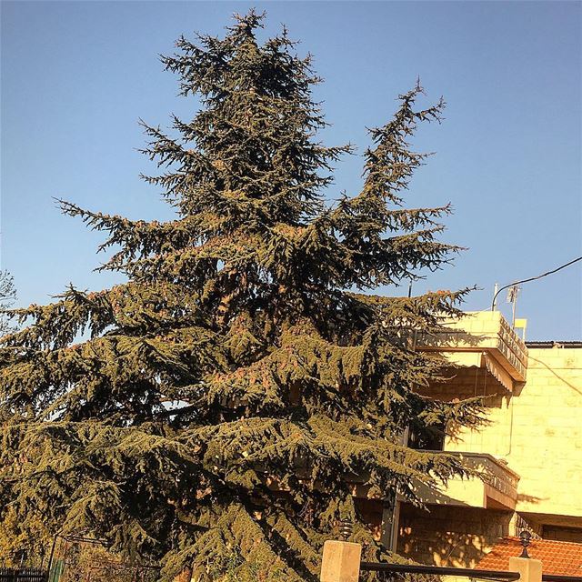 " Long Live Cedars..." whatsuplebanon wearelebanon lebanonlovers... (Chabtîne, Liban-Nord, Lebanon)