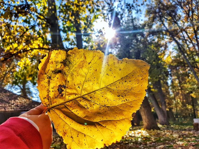 Look around...every falling  leaf  is a blessing 🍂 littlehands Chosen... (Deïr Taanâyel, Béqaa, Lebanon)