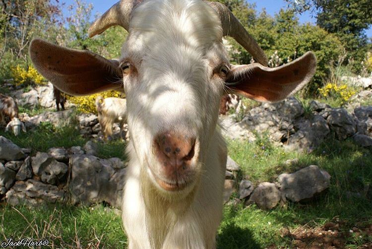 Look at me now mika 🐐💋.  tannourine  lebanon  wearetannourine ... (Tannourine)