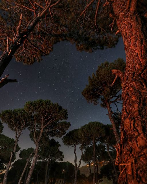 Look at the stars, look how they shine for you !! nature fromwhereistand...