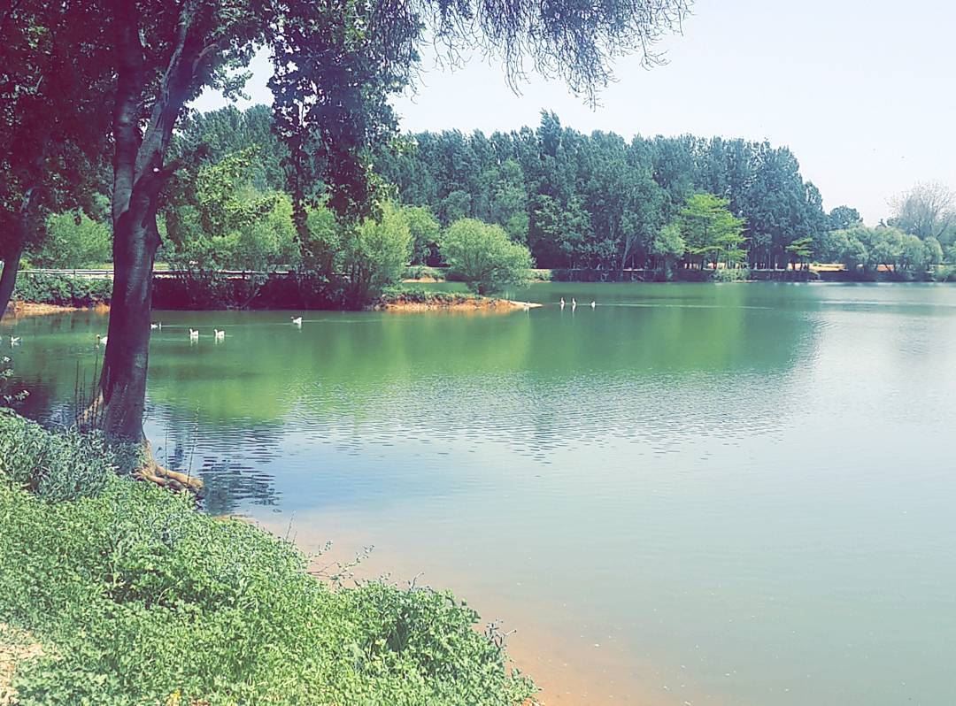 Look Deep Into Nature , and then You Will Understand everything better 🌳🍃 (Taanayel Lake)