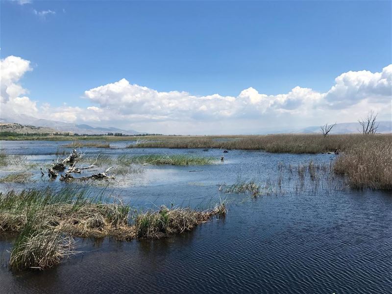 🦆Look deep into nature, and then you will understand everything better --... (Aammiq Wetland)