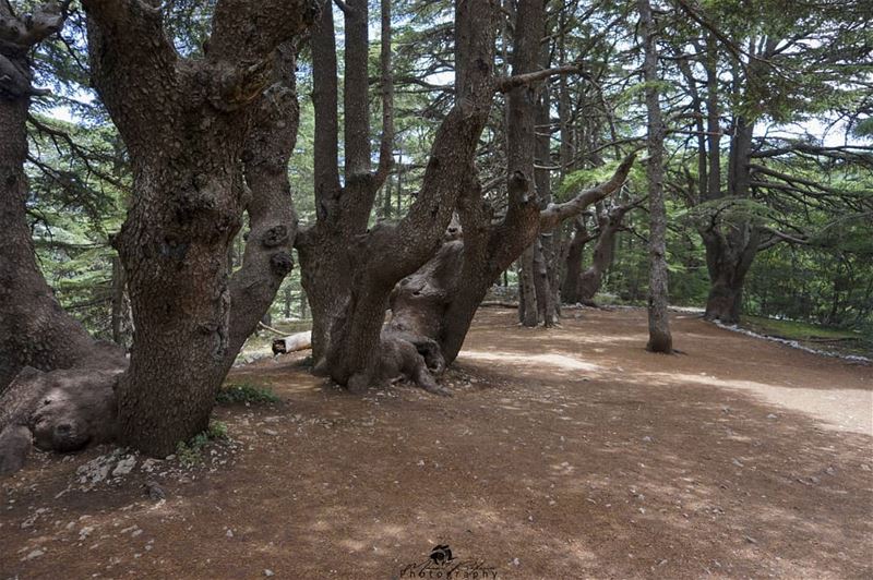 Look deep into nature, and then you will understand everything better.• •... (Al Shouf Cedar Nature Reserve)