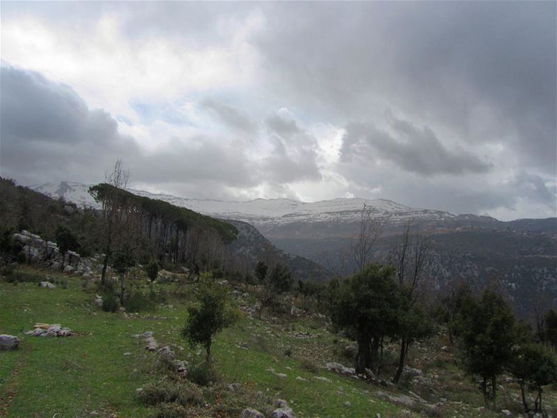 Look deep into nature, and then you will understand everything better."Alb