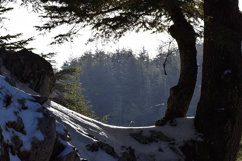 Look threw the window of nature  lebanon  chouf  biosphere  photography ...