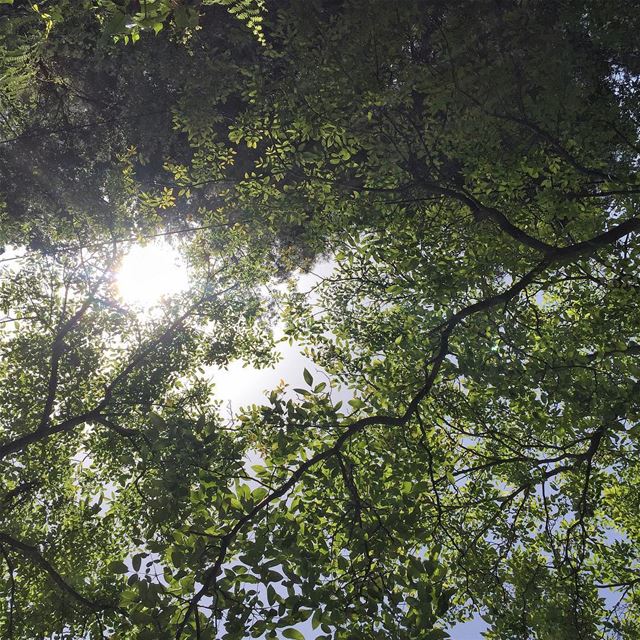 Look up at the sky. There is a light, a beauty up there -  Trees  Sky  Sun... (Zahlé, Lebanon)