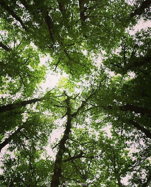 Look Up & Hope 🎈 livelovebeirut  livelovelebanon  ammou3a  hiking ... (غابة العزر-القموعة)