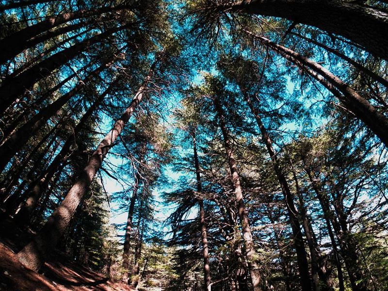 Look up 🌲...... lebanon  cedar  trees  reserve  gopro ... (Chouf)