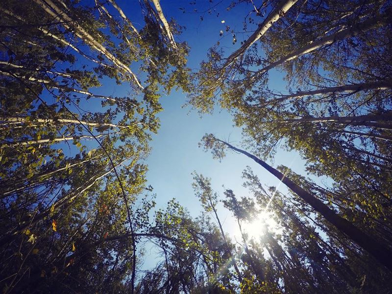 Look up, nothing is limiting you... nature  tree  hope  lookup  trees ... (لبنان)