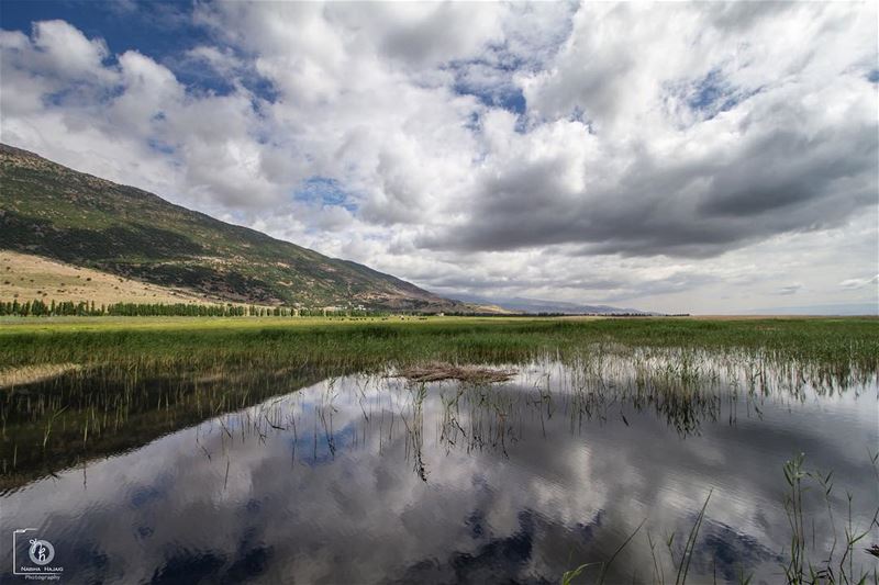 Looking at nature  sea  bekaa  Lebanese_photographer  leaves  tree  pond ... (Ammiq - Bekka)