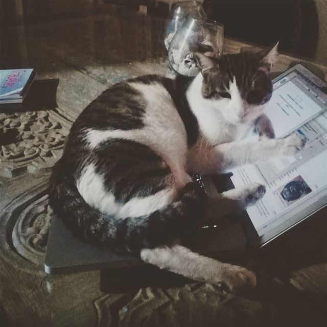 Looking for a full time volunteer based in Beirut for an internship...
