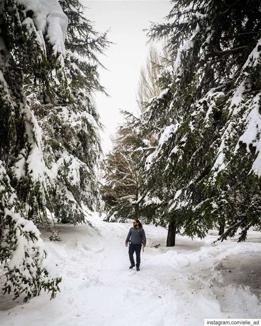Looking for white walkers ❄️ ⚔️  snow  forest  snowday  cedar  woods ... (Qanat Bakish, Mont-Liban, Lebanon)