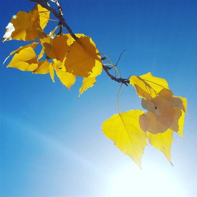 Looks like Fall 🍂 (Faraya, Mont-Liban, Lebanon)