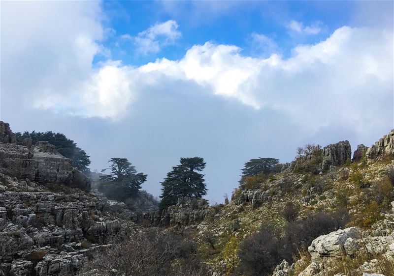 Lost between the  colours of summer and winter. ... (Lebanon)