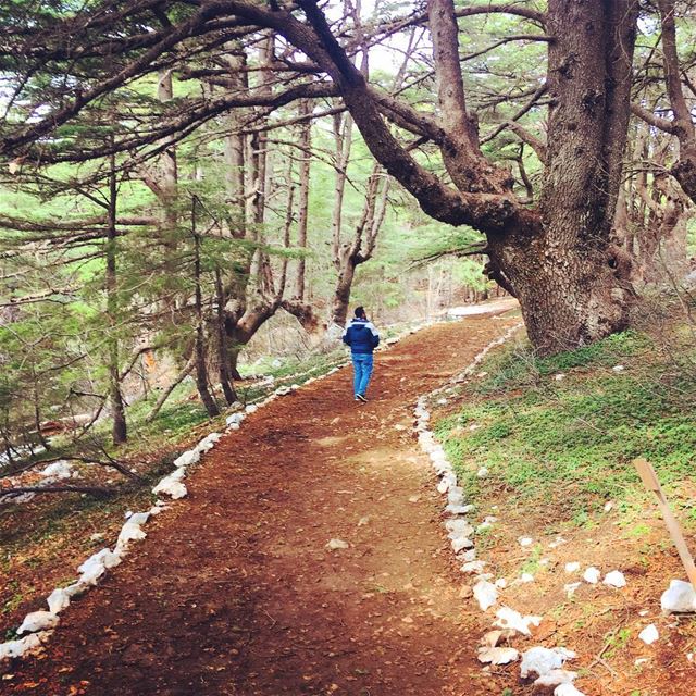 Lost But Never Found🌲. cedar  barouk  cedaroflebanon  shouf  lebanon ... (Al Shouf Cedar Nature Reserve)