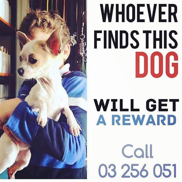 Lost dog.  If found please call number 03-256 051 . Can you re post if you...