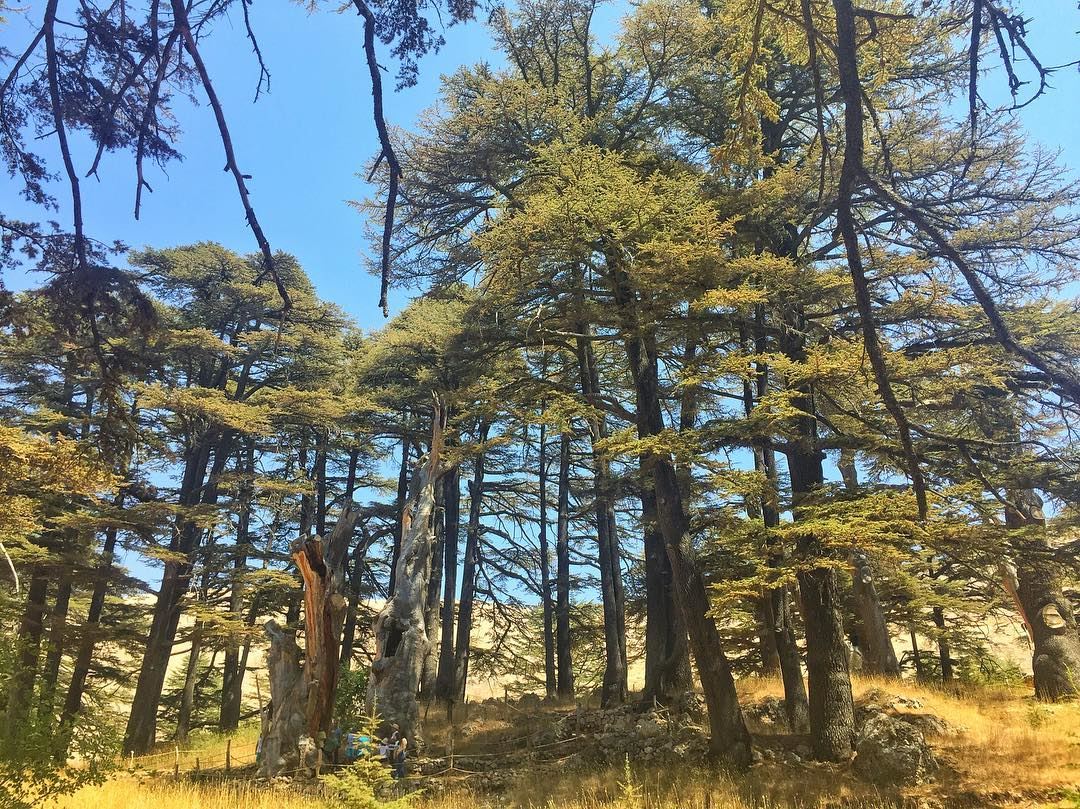 Lost in a forest of... (Cedars of God)