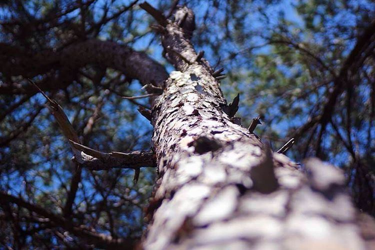 Lost in the forest ....  photooftheday  photographer  photography  tree ...