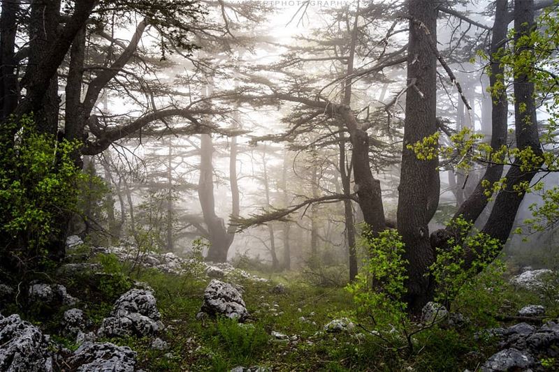 Lost in the heart of the forest | Tannourine cedar reserve. Foggy... (Arz Tannoûrîne)