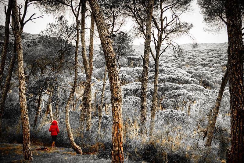 Lost in the woods  lost  wood  woods  forest  trees  treeworld  tree ... (Bkâssîne, Al Janub, Lebanon)