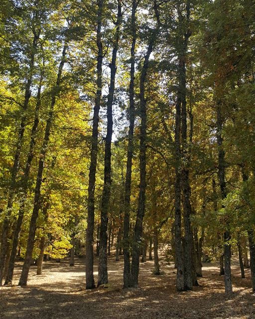 Lost in the woods ...  naturelovers  gowild  outdoors  akkar ...